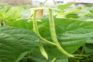 Baby French Beans from Indonesia